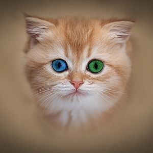 Meet your Posher, Sue silva